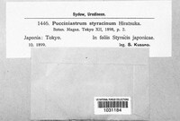 Nothopucciniastrum styracinum image